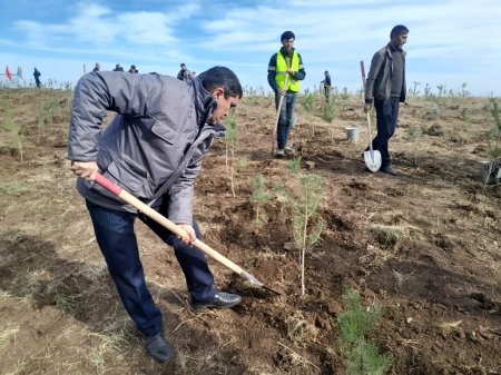 Göygöl rayonunda Şəhidlərimizin xatirəsinə Meşə  Təsərrüfat idarəsi kollektivinin ağacəkmə aksiyası keçirilib