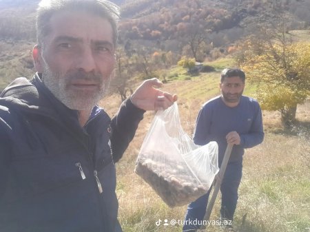 Göygöl rayonunda Şəhidlərimizin xatirəsinə Meşə  Təsərrüfat idarəsi kollektivinin ağacəkmə aksiyası keçirilib