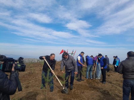 Göygöl rayonunda Şəhidlərimizin xatirəsinə Meşə  Təsərrüfat idarəsi kollektivinin ağacəkmə aksiyası keçirilib