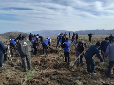 Göygöl rayonunda Şəhidlərimizin xatirəsinə Meşə  Təsərrüfat idarəsi kollektivinin ağacəkmə aksiyası keçirilib