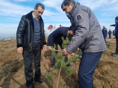 Göygöl rayonunda Şəhidlərimizin xatirəsinə Meşə  Təsərrüfat idarəsi kollektivinin ağacəkmə aksiyası keçirilib