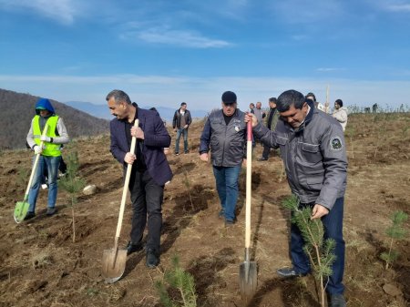 Göygöl rayonunda Şəhidlərimizin xatirəsinə Meşə  Təsərrüfat idarəsi kollektivinin ağacəkmə aksiyası keçirilib