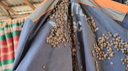 Zaqatala və Balakəndə 600-dən çox evdə zərərvericilər məhv edildi Zaqatala və Balakəndə 600-dən çox evdə zərərvericilər məhv edildi