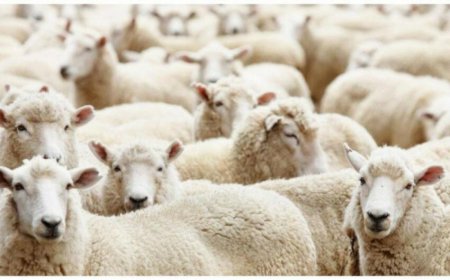 Somalidən gətirilən ət satış üçün deyilmiş – RƏSMİ Somalidən gətirilən ət satış üçün deyilmiş – RƏSMİ