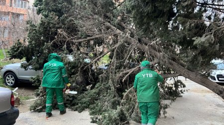 Bakıda güclü külək 19 ağacı sındırıb - FOTOLAR